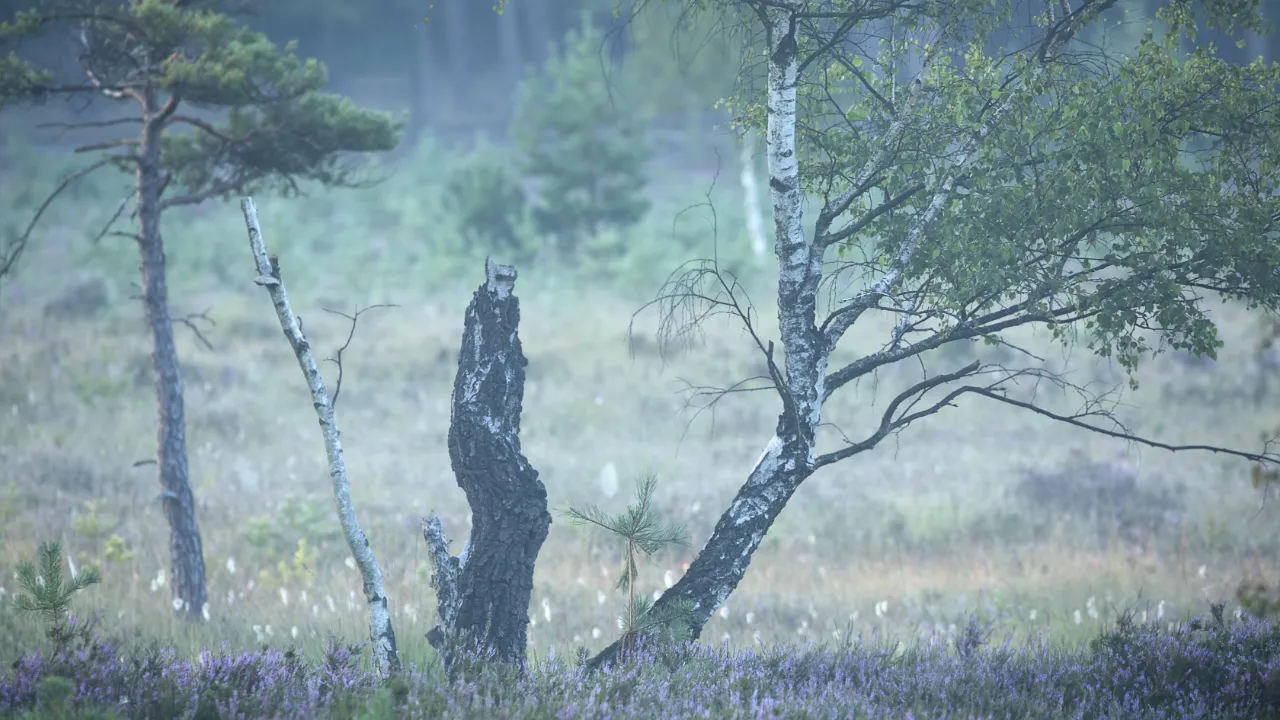 Træer og lyng i et tåget moseområde med dis og lav vegetation.
