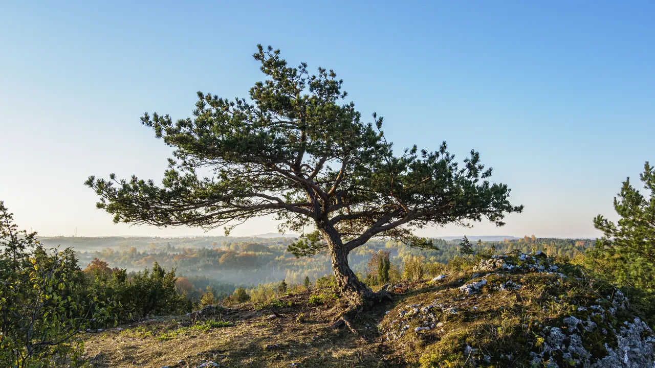 Enkelt træ står på en bakketop med udsigt over skovklædt landskab under blå himmel.